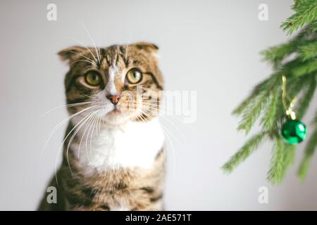 Un simpatico gatto giocando con ornamenti su un piccolo albero di natale Foto Stock