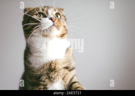 Basso angolo di visione del gatto guardando la fotocamera, su sfondo bianco Foto Stock