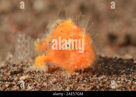 Rana pescatrice peloso, capretti, 1 cm, Antennarius striatus Padang Bai, Bali, Indonesia. La rana pescatrice è un maestro del travestimento. Posa in attesa, immobile, f Foto Stock