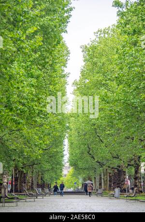 Hauptstrasse viale pedonale alberato con alberi di sicomoro nella primavera Innere Neustadt di Dresda in Sassonia in Germania. Foto Stock