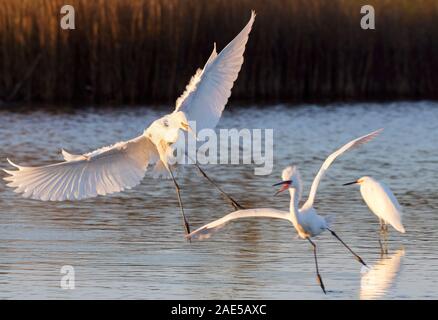 Morph bianco di colore rossastro Garzetta (Egretta rufescens) a caccia di un altro Foto Stock