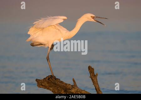 Morph bianco di colore rossastro Garzetta (Egretta rufescens) rimanendo sulla deriva di legno e di pesca nella luce del tramonto Foto Stock