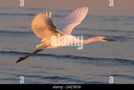 Morph bianco di colore rossastro Garzetta (Egretta rufescens) volare oltre oceano, close up Foto Stock