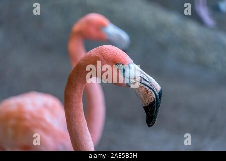 Close up di un fenicottero rosa testa con la sua luce verde dell'occhio grande e in bianco e nero il becco. Una seconda flamingo appare sullo sfondo. Foto Stock