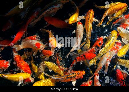 Pila di carpe di fantasia o di pesci koi in acquario Foto Stock