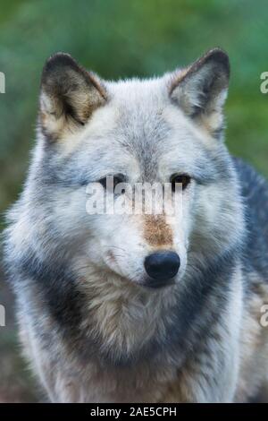 Grey Captive Northwestern Wolf (Canis Lupus occidentalis) conosciuto anche come Timber Wolf presso il Wolf Conservation Trust britannico a Beenham, Berkshire. Foto Stock