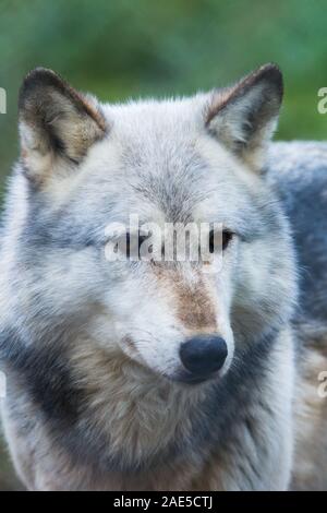 Grey Captive Northwestern Wolf (Canis Lupus occidentalis) conosciuto anche come Timber Wolf presso il Wolf Conservation Trust britannico a Beenham, Berkshire. Foto Stock