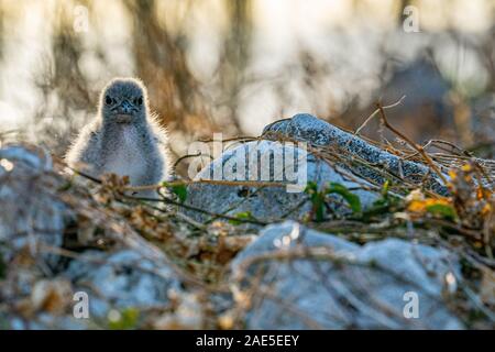 Imbrigliati tern sul terreno tra erba secca e rock su Lady Elliot Island, Queensland Australia Foto Stock