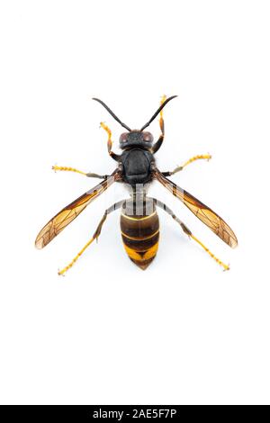 Asian hornet, noto anche come il giallo-gambe hornet (Vespa velutina) su bianco. Foto Stock