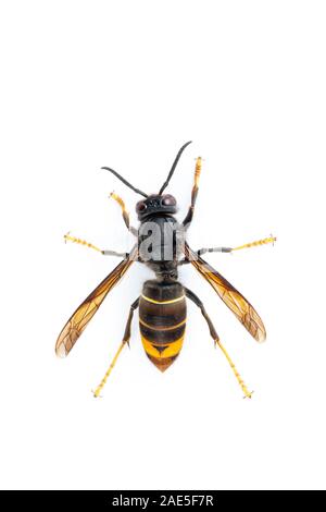 Asian hornet, noto anche come il giallo-gambe hornet (Vespa velutina) su bianco. Foto Stock