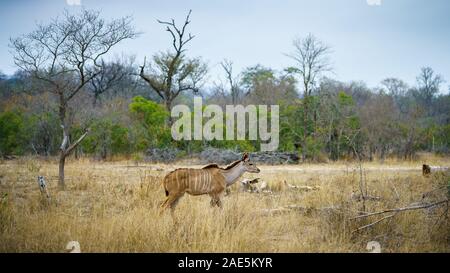Wild kudus nel parco nazionale di Kruger a Mpumalanga in Sudafrica Foto Stock