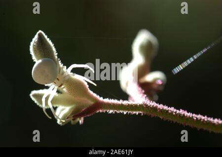 Bianco ragno granchio talvolta è anche noto come fiore bianco Spider. Visto qui su kangaroo paw impianto. Foto Stock