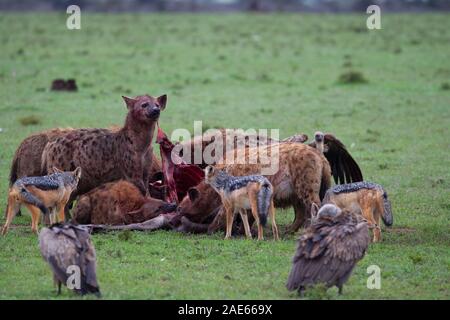 Avvistato iene e sciacalli ad una carcassa di gnu mentre gli avvoltoi attendere il loro turno Foto Stock