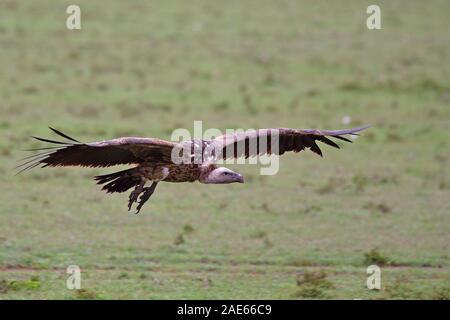 Un Rüppell il vulture in arrivo a terra Foto Stock