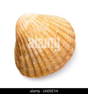 Piccoli molluschi seashell isolato su sfondo bianco, vista dall'alto Foto Stock