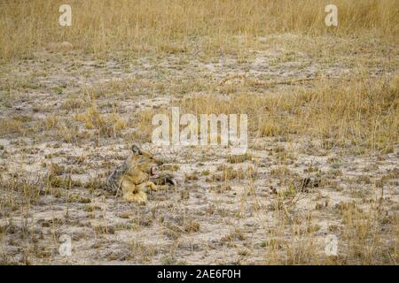 Wild sciacalli nel parco nazionale di Kruger a Mpumalanga in Sudafrica Foto Stock