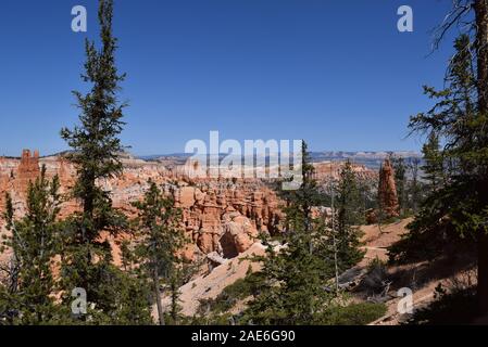 Alcuni dei numerosi hoodoos presente a Bryce Canyon, formata attraverso milioni di anni di attività geologiche sull'altopiano del Colorado. Foto Stock