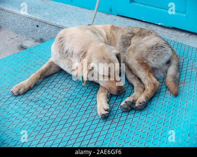 Stray dog con tag clip sull'orecchio dorme sdraiato sul blu superficie metallica. La sterilizzazione, soluzione di rabbia. Foto Stock