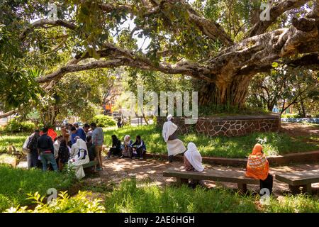 Etiopia, Amhara Region, Gondar, centro città, i visitatori in ombra di ficus albero in Adababay giardino pubblico Foto Stock