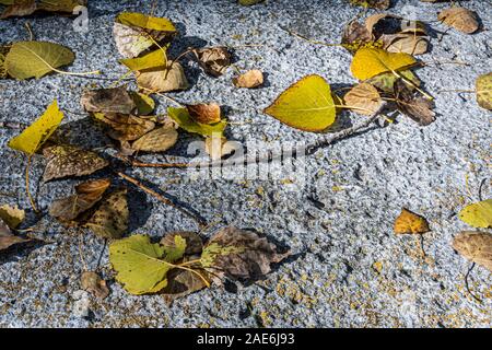 Il ramo e le foglie con il colorato autunno caduti dai loro alberi. Foto Stock