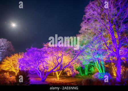 RHS Wisley, Surrey, Regno Unito. RHS Gardens Winter Glow 2019. Il 6 dicembre 2019. Sentiero incantevole con luce scintillante installazioni a tema Le quattro stagioni tutte illuminate di notte durante la stagione delle feste dal 7 dicembre 2019 - 5 gennaio 2020. Il ticketed evento ha venduto fuori in anticipo per il mese di dicembre. Credito: Malcolm Park/Alamy. Foto Stock