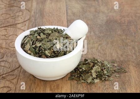 Betulla foglie herb utilizzati in medicina di erbe per il trattamento di reni e fegato funzioni, elimina le tossine dal corpo e rafforza il sistema immunitario. Foto Stock