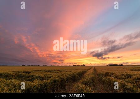 View of a country road through a wheat field below a dramatic purple sky Foto Stock