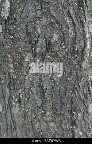 La corteccia di un vecchio albero a trama Foto Stock