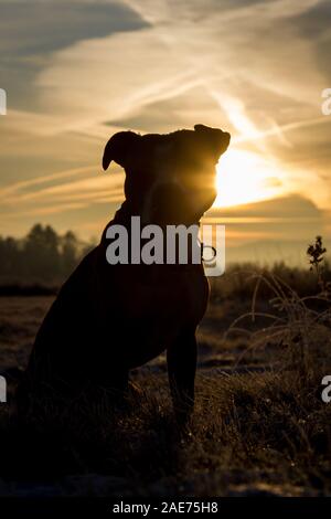 Sagoma di un Pit Bull all'alba, contro il sole Foto Stock