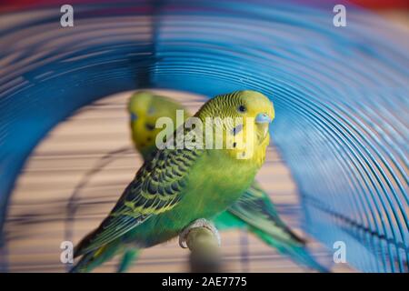 Parrocchetti . Verde pappagallo ondulato si siede in una gabbia . Rosy di fronte Lovebird parrot in una gabbia . uccelli inseparabili . Budgerigar sulla gabbia. Budgie parrocchetto in Foto Stock