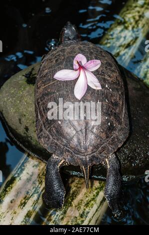 Rosso-eared slider, rosso-eared slider turtle, Trachemys scripta elegans, con un fiore di frangipani sul retro, Tulamben, Bali Foto Stock
