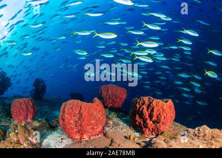 Una scuola di Fusilier pesce tropicale al di sopra di grandi spugne di mare su una scogliera di corallo Foto Stock