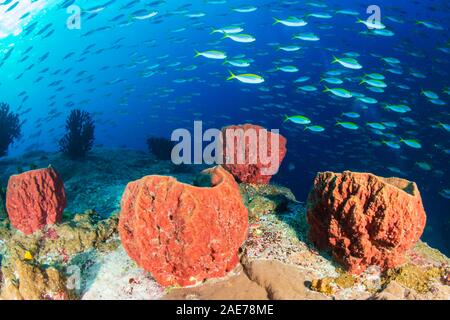 Una scuola di Fusilier pesce tropicale al di sopra di grandi spugne di mare su una scogliera di corallo Foto Stock