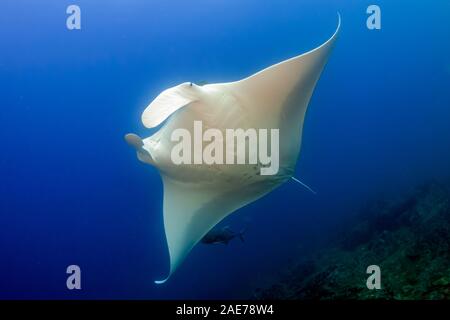 Enorme Oceanic Manta Ray in un blu oceano tropicale (Mare delle Andamane) Foto Stock