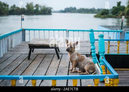 Cane sulla terrazza del ristorante chiuso, 4000 isole, Don Det island, Laos, Asia Foto Stock