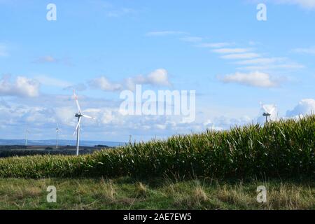 Campo di grano con energia di vento Foto Stock