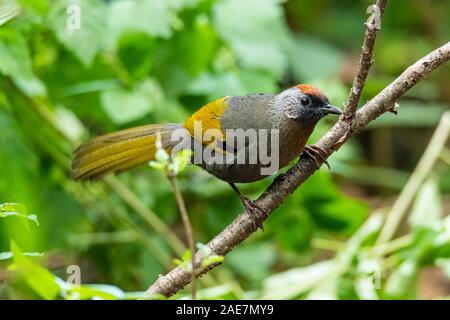 Argento-eared Laughingthrush appollaiate su un ramo esaminando una distanza Foto Stock