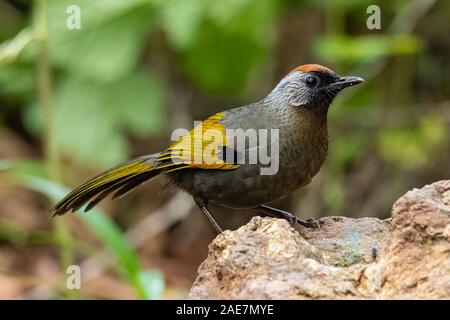 Argento-eared Laughingthrush appollaiate su una roccia cercando in una distanza Foto Stock