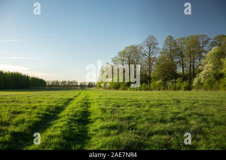 Le tracce delle ruote sul prato, fioritura e alberi verdi e la luce del sole - Vista in una giornata di sole Foto Stock