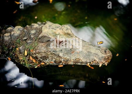 Coccodrillo nuota nelle acque paludose di fiume o di lago. Coccodrillo di caccia Foto Stock