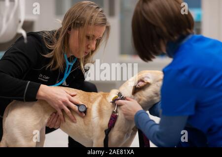 Un medico veterinario e tecnico amministrare la cura di un cane prima di un intervento chirurgico. Foto Stock