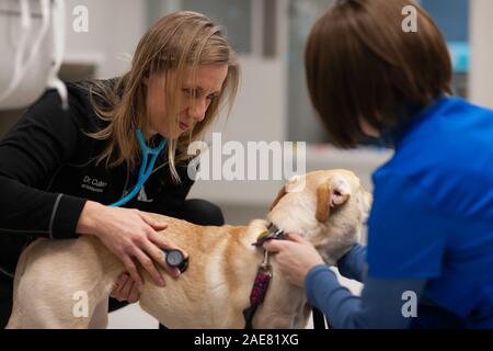 Un medico veterinario e tecnico amministrare la cura di un cane prima di un intervento chirurgico. Foto Stock