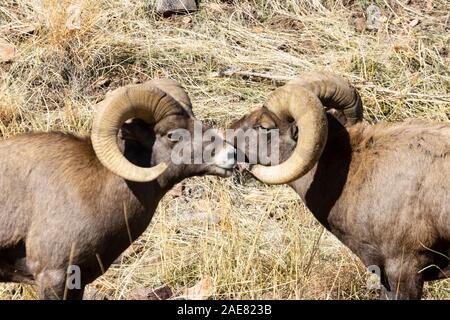 Bighorn allevamento con grande montoni teste di attestatura con un branco di pecore foraggio per il cibo e per guardare l'azione Foto Stock