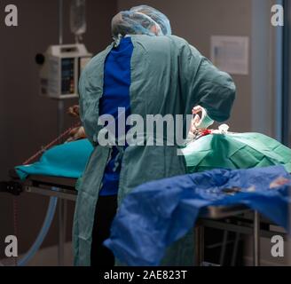 Un veterinario che esegue un'operazione su un canino all'interno di una sala operatoria in una clinica veterinaria. Foto Stock