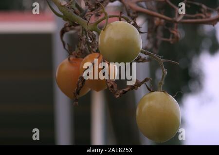 quattro pomodori ciliegini non maturi appesi sulla vite Foto Stock