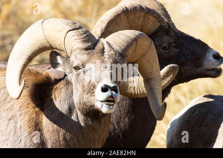 Bighorn allevamento con grande montoni teste di attestatura con un branco di pecore foraggio per il cibo e per guardare l'azione Foto Stock