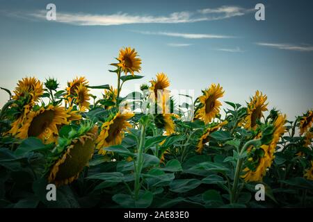 Girasoli crescono in un gruppo di lavoro sul campo e la nuvola bianca sul cielo blu Foto Stock