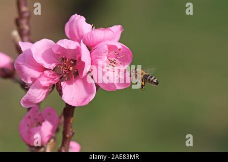 Bee si sta avvicinando Blossom Pink, impollinatori bee in primavera con spazio di copia Foto Stock