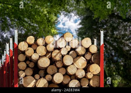 Close-up di un camion che trasportano tronchi di legno di alberi di pino in una foresta verde. Industria del legname concept Foto Stock