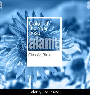 Colore Pantone dell'anno 2020. Blu classico. Colore tavolozza di tendenza. mockup. Foto Stock